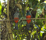 Slaty-tailed Trogons (<i>Trogon massena</i>)