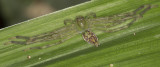 Huntsman Spider under leaf