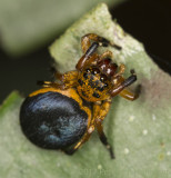 Fat black-and-gold jumping spider