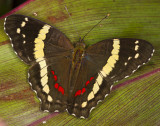 Banded Peacock (Anartia fatima)