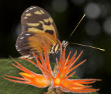 Tiger Mimic-White (<i>Dismorphia amphione</i>) on <i>Gurania</i>