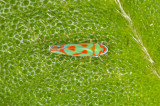 Colorful hopper, dorsal view