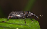 Female Bottlebrush Weevil - <i>Rhinostomus barbirostris</i>