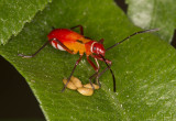Bug nymph sucking seeds 50