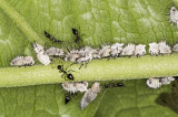 Ants with hopper cows 50.jpg