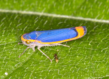 Blue and gold leafhopper