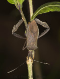 Large Assassin Bug