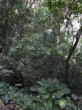 Green Jungle