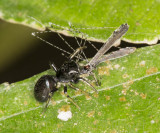 Black jumping spider with crane(?) fly