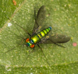 Long-legged fly