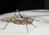 Brown Katydid 50