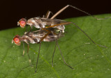 Fly sex 50