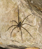 Nursery Web Spider (<i>Dolomedes</i>?)