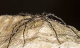 Nursery Web Spider (<i>Dolomedes</i>?) - face