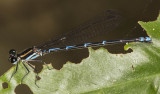 blue black damselfly 50