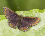 Barnes Metalmark (<i>Detritivora barnesi</i>)?