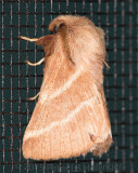 Eastern Tent Caterpillar Moth (<i>Malacosoma americanum</i>)