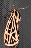 Virgin Tiger Moth (<i>Grammia virgo</i>)