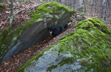 Rosie at the Rocks