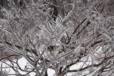 Ice on the Pagoda Tree (<i>Cornus alternifolia</i>)