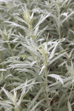 Artemisia silver queen.