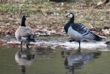 Barnacle Goose