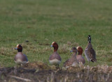 gulkindad kricka - Baikal Teal (Anas formosa)