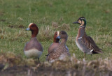 gulkindad kricka - Baikal Teal (Anas formosa)