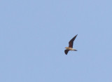 orientalisk vadarsvala - Oriental Pratincole (Glareola maldivarum)