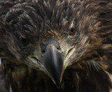 havsörn - White-tailed Eagle (Haliaeetus albicilla)