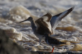 bandvingad snppa - Willet (Tringa semipalmata)