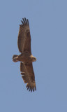 gycklarörn - Bateleur (Terathopius ecaudatus)