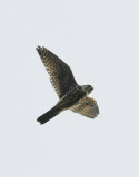 stenfalk - Merlin (Falco columbarius)