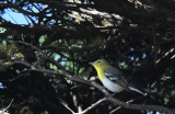 gulstrupig vireo - Yellow-throated Vireo (Vireo flavifrons)