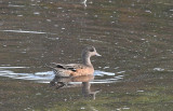 amerikansk bläsand - American Wigeon (Anas americana)