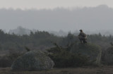 kungsörn - Golden Eagle (Aquila chrysaetos)
