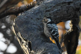 mindre hackspett - Lesser Spotted Woodpecker (Dendrocopos minor)