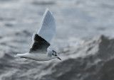 dvärgmås - Little Gull (Hydrocoloeus minutus)