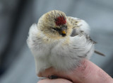 snösiska - Arctic Redpoll (Carduelis hornemanni)