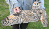 hornuggla - Long-eared Owl (Asio otus)