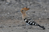 härfågel - Eurasian Hoopoe (Upupa epops)