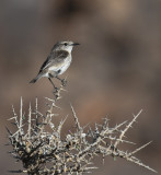 kanariebuskskvtta - Fuerteventura Stonechat (Saxicola dacotiae)