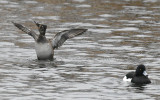 ringand - Ring-necked Duck (Aythya collaris) and Tufted Duck