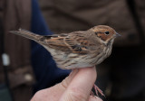 dvrgsparv - Little Bunting (Emberiza pusilla)