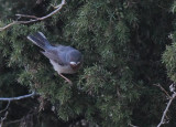 rödstrupig sångare - Eastern Subalpine Warbler (Sylvia cantillans) 