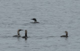 svartnbbad islom - Great Northern Loon (Gavia immer) + storlom - Blackthroated Diver (Gavia arctica)