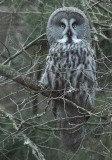 lappuggla - Great Grey Owl (Strix nebulosa)