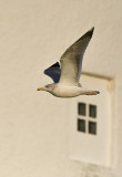 gråtrut - Herring Gull (Larus agentatus argentatus)