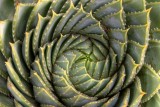 Spiral Aloe