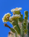 Saguaro Display